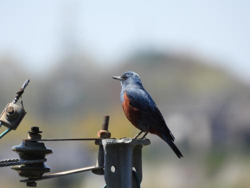 -blue-rock-thrush_51108669688_o