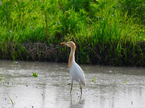 bubulcus-ibis_51288835943_o