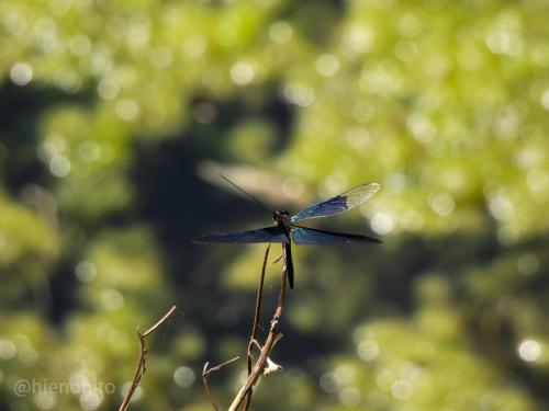 butterfly-dragonfly_51349610631_o