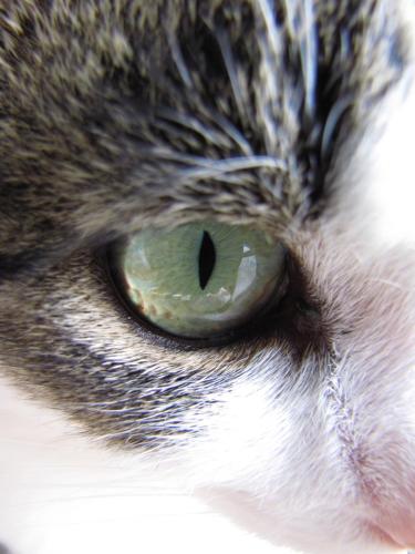 cat-eye_2988841954_o