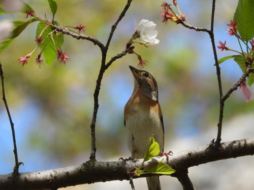 -chaffinch_51108519429_o