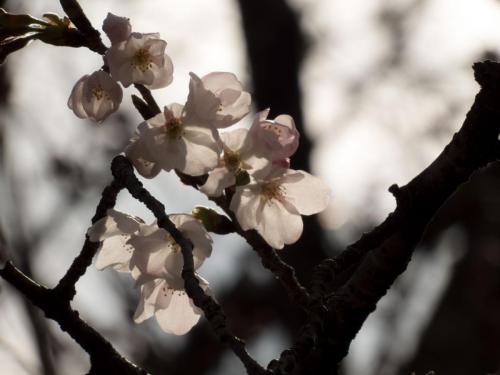 cherry-blossom_32978025323_o