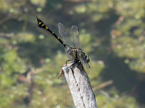 dragonfly_51349845503_o