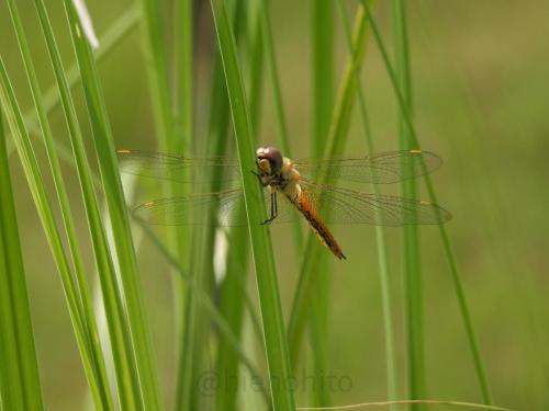 dragonfly_52254491008_o