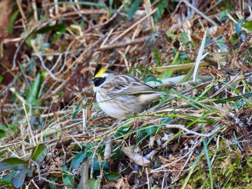 emberiza-elegans_50820056103_o