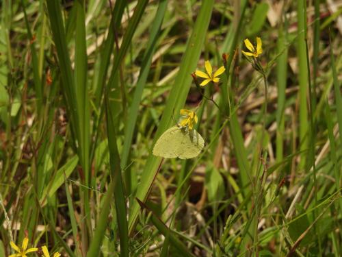 -eurema-hecabe_51159284898_o