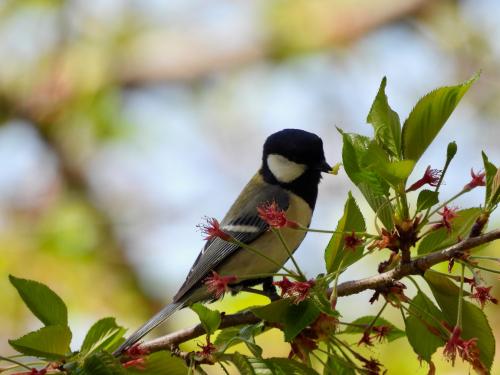 -great-tit_51108203077_o