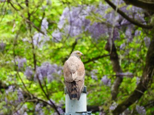 -grey-faced-buzzard_51151681137_o