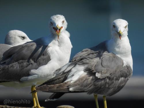 larus-crassirostris_51349832028_o