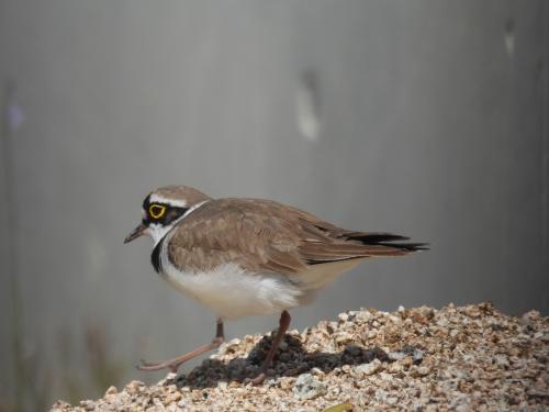 -little-ringed-plover_51159829349_o