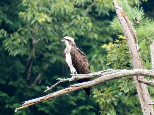 osprey_28387497790_o