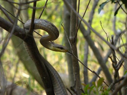 snake_3455112953_o