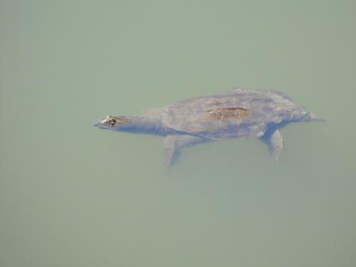 -soft-shelled-turtle_51108770776_o