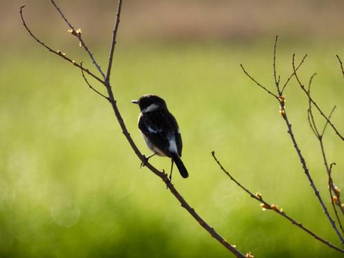 -stonechat_51106329879_o