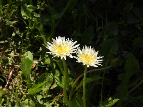 -white-dandelion_51108197047_o